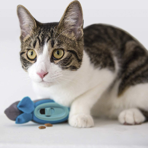 Your Cat Won’t Eat? Tips and Reasons Why. Preventive Vet